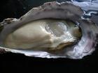 北海道厚岸産　殻付き生牡蠣　生食用　30個入り（200ｇ）