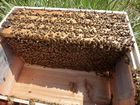【送料無料】ミツバチ飼育種蜂４枚群(木製給餌器付)　2021年4月中旬出荷予定