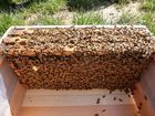 【送料無料】ミツバチ飼育種蜂3枚群(木製給餌器付)　2021年4月中旬出荷予定