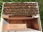 【送料無料】ミツバチ飼育種蜂４枚群入門キット　2021年4月中旬出荷予定