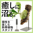 PLANTENT T.P.Stand 熱帯植物スタンド ビカクシダセット