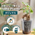 【土を使わない観葉植物】Table Plants(テーブルプランツ) ガジュマル