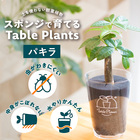 【土を使わない観葉植物】Table Plants(テーブルプランツ) パキラ