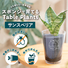 【土を使わない観葉植物】Table Plants(テーブルプランツ) サンスベリア