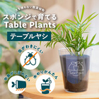 【土を使わない観葉植物】Table Plants(テーブルプランツ) テーブルヤシ