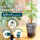 【土を使わない観葉植物】Table Plants(テーブルプランツ) カポック