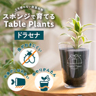 【土を使わない観葉植物】Table Plants(テーブルプランツ) ドラセナ