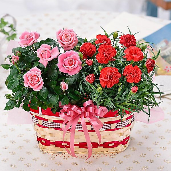 母の日ギフト カーネーションとバラの花かごセット鉢植えギフト バラの花色おまかせ Pm フルールタウン