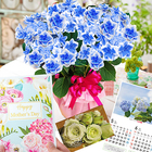 PM 2024年 母の日ギフト アジサイ鉢植え「コンペイトウ」ブルー 紫陽花をお母さんにプレゼント