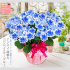 SA 2024年 母の日ギフト アジサイ鉢植え「コンペイトウ」ブルー 紫陽花をお母さんにプレゼント