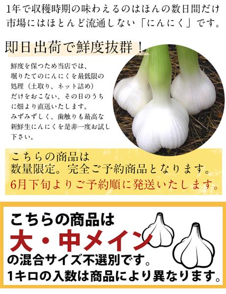 【種子用】にんにく　20kg　ホワイト6片　白玉王野菜の種類にんにく
