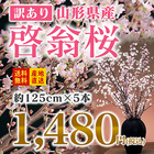 ご自宅でお花見を】『啓翁桜』 5本 約125cm 生花 インテリア