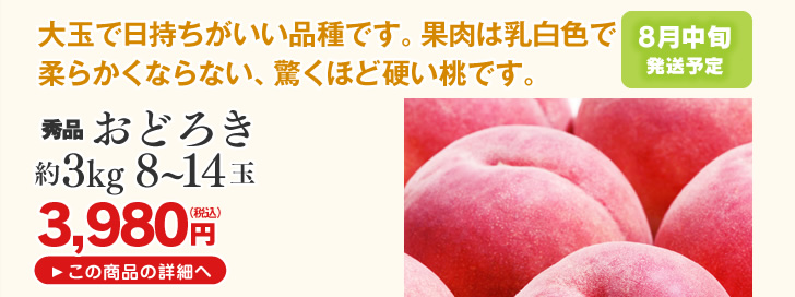 山形県産桃 おどろき約2.6kg | 大玉で日持ちがいい品種です。果肉は乳白色で柔らかくならない、驚くほど硬い桃です。