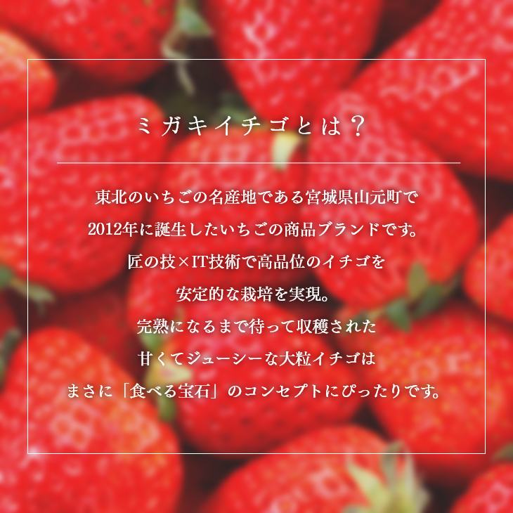 ミガキイチゴとは？東北のいちごの名産地である宮城県山元町で2012年に誕生したいちごの商品ブランドです。匠の技×IT技術で高品位のイチゴを安定的な栽培を実現。完熟になるまで待って収穫された甘くてジューシーな大粒イチゴはまさに「食べる宝石」のコンセプトにぴったりです。