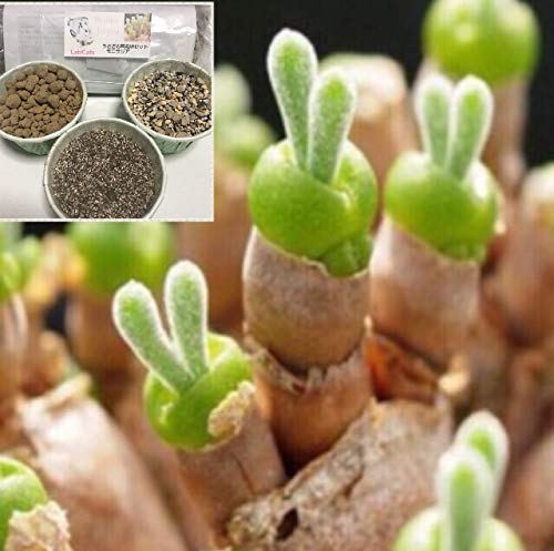 うさぎの耳栽培セット モニラリア(種10粒) 育てるのに必要なものがそろってます。多肉植物☆LabiCatsオリジナル☆