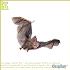 Bat-Small【コウモリ】【2012年新作】当店の人気ハロウィン！シリーズ☆オバケやゴーストがウヨウヨ♪怖いグッズでハッピーハロウィン♪【ハロウィン】【お化け】【衣装】【コスチューム】【】【 】【大 】【 】