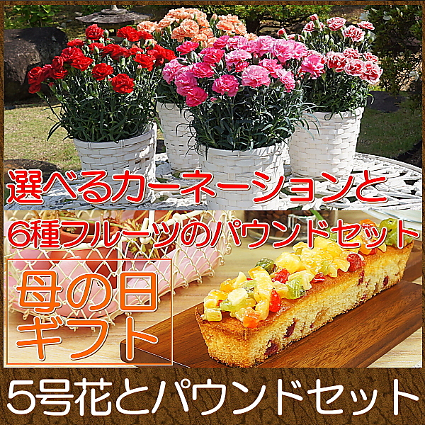母の日 花 スイーツ 送料無料 4種類から選べる カーネーション鉢植え5号 と 彩りフルーツのパウンドケーキ セット Taberun ヤマダモール店
