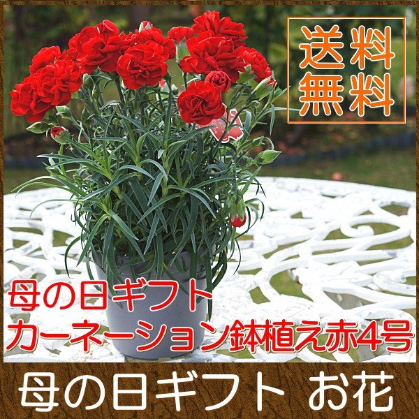 母の日 花 ギフト 送料無料 カーネーション鉢植え 赤4号サイズ