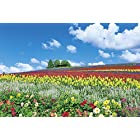 送料無料1000ピース ジグソーパズル 富良野を彩る花の丘(北海道) (50x75cm)
