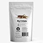 送料無料[昆虫食] フタホシコオロギ Big Crickets 15g TIU0003