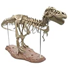 送料無料３Ｄ立体パズル ティラノサウルス・レックス 骨格標本 大迫力・大型 全長70cm インテリアとしても際立ちます。（色は、付いておりません・絵の具12色・筆2本付き。）【日本語説明書・骨組分解図付き】