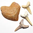 送料無料【N2 stone Natural】天然化石 絶滅した古代種の鮫歯 (fossil shark tooth) / 標本 | (2種類セット: スクアリコラックス [1個] + サンドシャーク [3個] | 発掘地: モロッコ Khouri