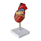 送料無料シンプルチョコ 心臓 模型 実物大 ミニ 人体模型 スタンド付き 心房 心室 学習教材 教育 人体模型 (フルカラー)