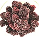 送料無料【KIMONO FRUITS】冷凍ブラックベリー　1000ｇ　栄養価の高いブラックベリーは、ポリフェノールやアントシアニンがいっぱい。