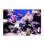 Vgeby (61*30cm) 3D効果 水槽 水族館 魚タンク バックグラウンド 装飾 背景 接着シーワールド ポスター 雰囲気を作り出し サンゴ礁
