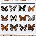 12匹の本当の標本の蝶-蝶の標本の芸術品の材料で装飾して、標本の働物は不思議さと好奇心を満たします (12 匹)