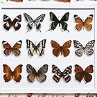 12匹の本当の標本の蝶-蝶の標本の芸術品の材料で装飾して、標本の働物は不思議さと好奇心を満たします (12 匹)