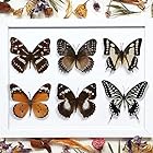 12匹の本当の標本の蝶-蝶の標本の芸術品の材料で装飾して、標本の働物は不思議さと好奇心を満たします (6 匹)