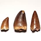 【N2 stone Natural】天然化石 モササウルス (水生有鱗目/Mosasaurus) | (歯: 3個 [約15-25mm/長辺], 発掘地: モロッコ Khouribga)