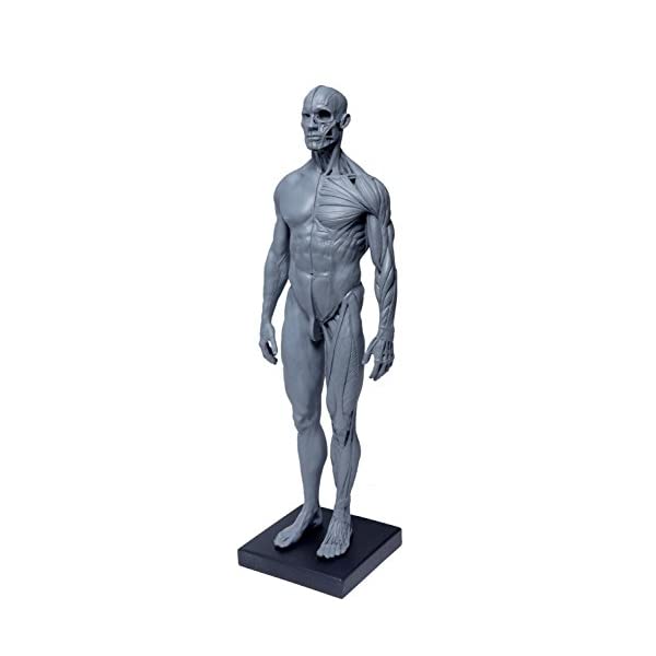 Abz Company 人体 筋肉 模型 30cm 人体模型 医学 解剖 教育 整形 外科 絵画 モデル デッサン 男性 女性 グレー 自立 スタンド付き