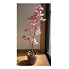 シンボルツリー【鉢植え】 ハナミズキ ピンク
