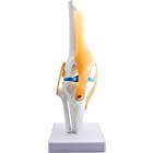 monolife 膝関節模型 ひざ 膝関節 靭帯 半月板 模型 医療 学習用 モデル (台座 固定)