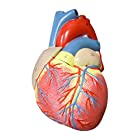 【AedoE】解剖学 心臓模型 1:1 実物大 医療説明 学習 研修 右心室 右心房 左心室 左心房 人体模型 各部位配色【スタンド付き】