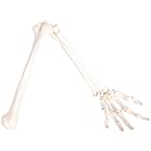 monolife 人体模型 上肢骨 上腕骨 前腕 手首 手骨 模型 等身大 73cm ワイヤーつなぎ モデル 左手