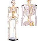 【WETRY】人体骨格模型 1/2人体モデル 全身骨格模型 直立 教材 医学 1/2 モデル 85cm 脊髄神経根 椎骨動脈スタンド付き