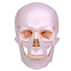 【WETRY】頭蓋骨模型 モデル 縫合線付き 実物大 超精密 忠実に再現 可動 ガイコツ 歯科 学校 病院 教材用