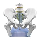 HAMILO 人体模型 骨盤模型 医療器具 模型 骨格モデル ツール 骨盤 (ホワイト)