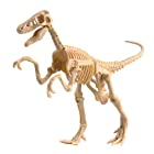 エデュトーイ (EDU-TOYS) 恐竜発掘キット ヴェロキラプトル EDGM092