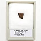 TOKYO SCIENCE アグダル隕石（鉄隕石）／Agoudal 産地：モロッコ
