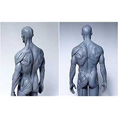 ヤマダモール | 【Abz Company】人体 筋肉 模型 30cm 人体模型 医学 解剖 教育 整形 外科 絵画 モデル デッサン 男性 女性  グレー 自立 スタンド付き | ヤマダデンキの通販ショッピングサイト