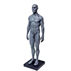 【Abz Company】人体 筋肉 模型 30cm 人体模型 医学 解剖 教育 整形 外科 絵画 モデル デッサン 男性 女性 グレー 自立 スタンド付き