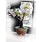 母の日ギフト 八重ミニ桜盆栽
