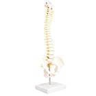 monolife 人体模型 脊椎骨盤模型 脊柱 脊髄 背骨 腰椎 模型 股関節 1/2 モデル (股関節 なし)