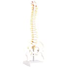 monolife 人体模型 脊椎骨盤模型 脊柱 脊髄 背骨 腰椎 模型 股関節 1/2 モデル (股関節 あり)