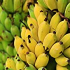 「ドワーフ・モンキーバナナの苗木(育てやすい矮性バナナ) 13.5cmﾎﾟｯﾄ大苗 1個売り」若木のうちから収穫できるおいしい矮性バナナ品種!!薄皮で柔らかく甘い小型バナナをご自宅で収穫できます。鉢植えでも十分楽しめます！とても実つきの良い品種で