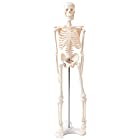 人体 模型 45・ 【高品質 教材にも使える精巧さ】 骨格模型 骨格標本 骨模型 【合計7ヶ所の可動部位あり！！複雑な姿勢も可能】 骨 標本 人体 45・ 1/4 モデル オシャレな台座付き 部屋のアクセントにも使える 骨 骨格 骸骨 模型 人体